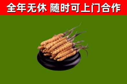 石排镇烟酒回收冬虫夏草.jpg